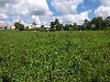 ÁREA - COLÔNIA ZACARIAS